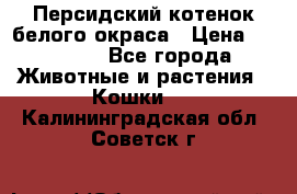 Персидский котенок белого окраса › Цена ­ 35 000 - Все города Животные и растения » Кошки   . Калининградская обл.,Советск г.